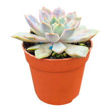 Echeveria Rosetta Dama Rosa