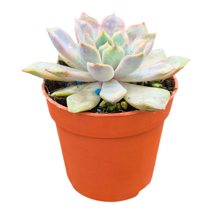 Echeveria Rosetta Dama Rosa