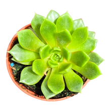 Echeveria Summer