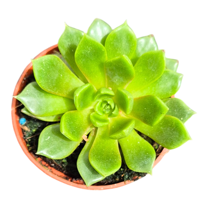 Echeveria Summer