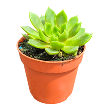 Echeveria Summer