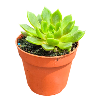 Echeveria Summer