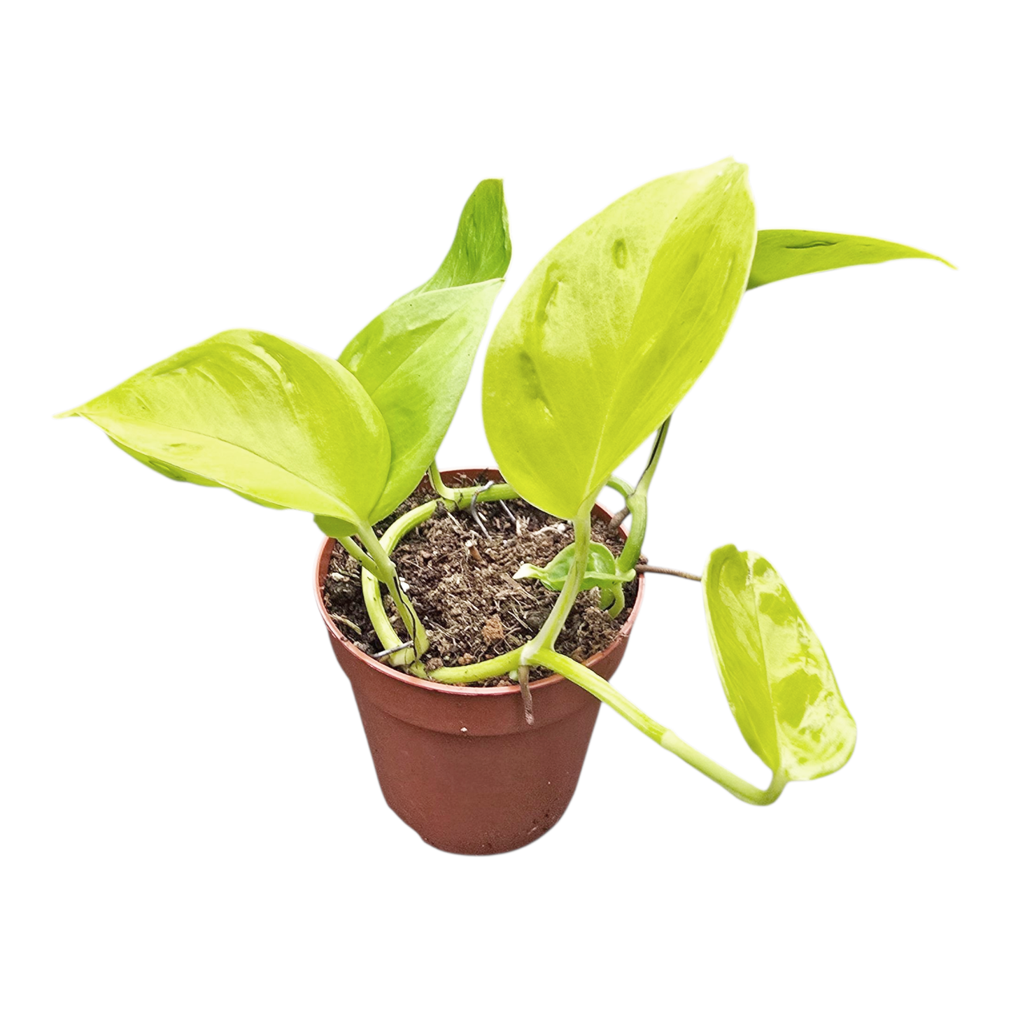 香蕉葉（香榭麗舍）