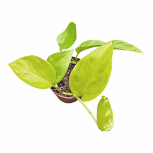 Epipremnum Champs Elysees