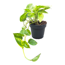 Epipremnum Churchill Gold