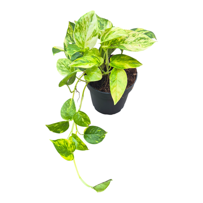 Epipremnum Churchill Gold