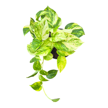 Epipremnum Churchill Gold