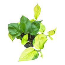 Epipremnum Lemon Top