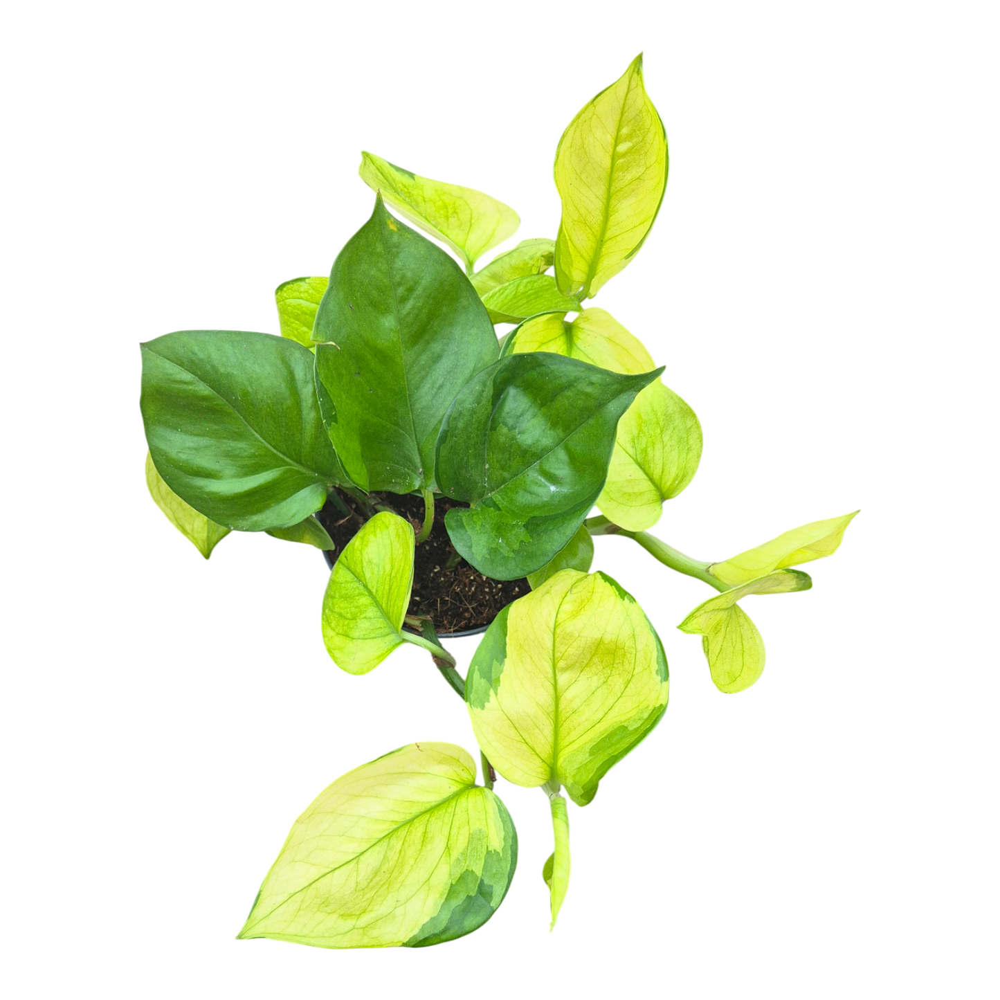 檸檬頂金錢樹