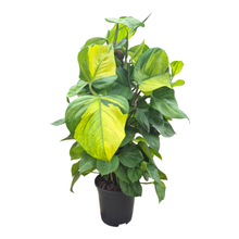 Epipremnum Lemon Top
