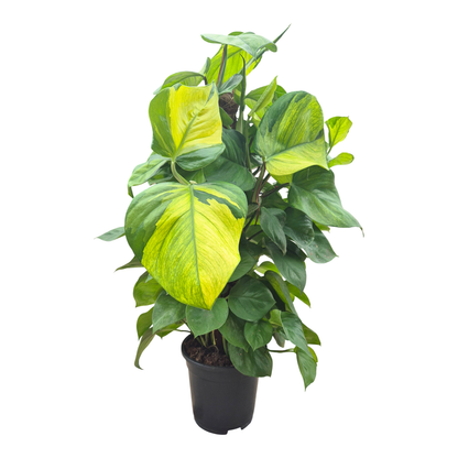 Epipremnum Lemon Top