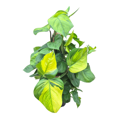 Epipremnum Lemon Top