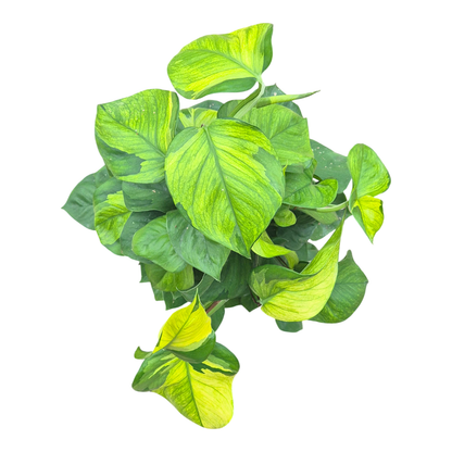 Epipremnum Lemon Top