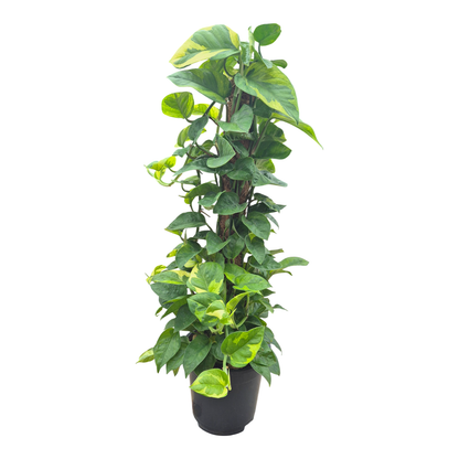 Epipremnum N'joy Gold