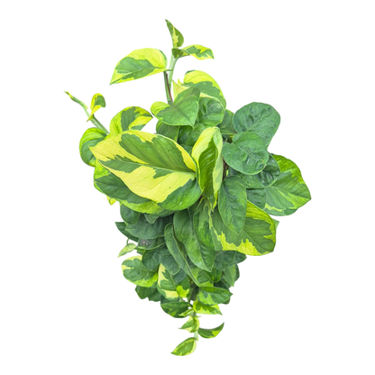 Epipremnum N'joy Gold