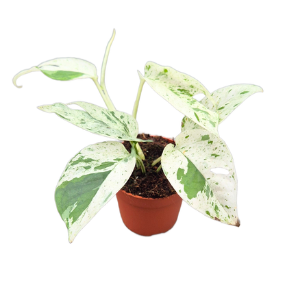 Epipremnum Pinnatum Marble Queen