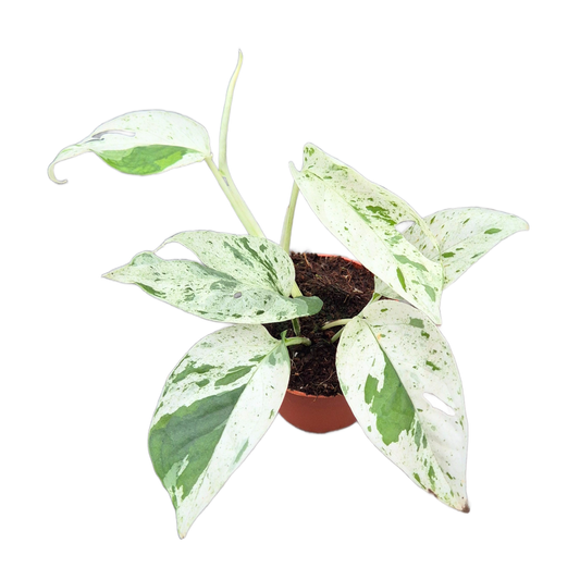 Epipremnum Pinnatum Marble Queen