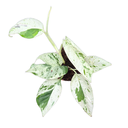 Epipremnum Pinnatum Marble Queen