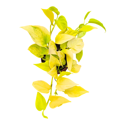 香蕉葉（香榭麗舍）