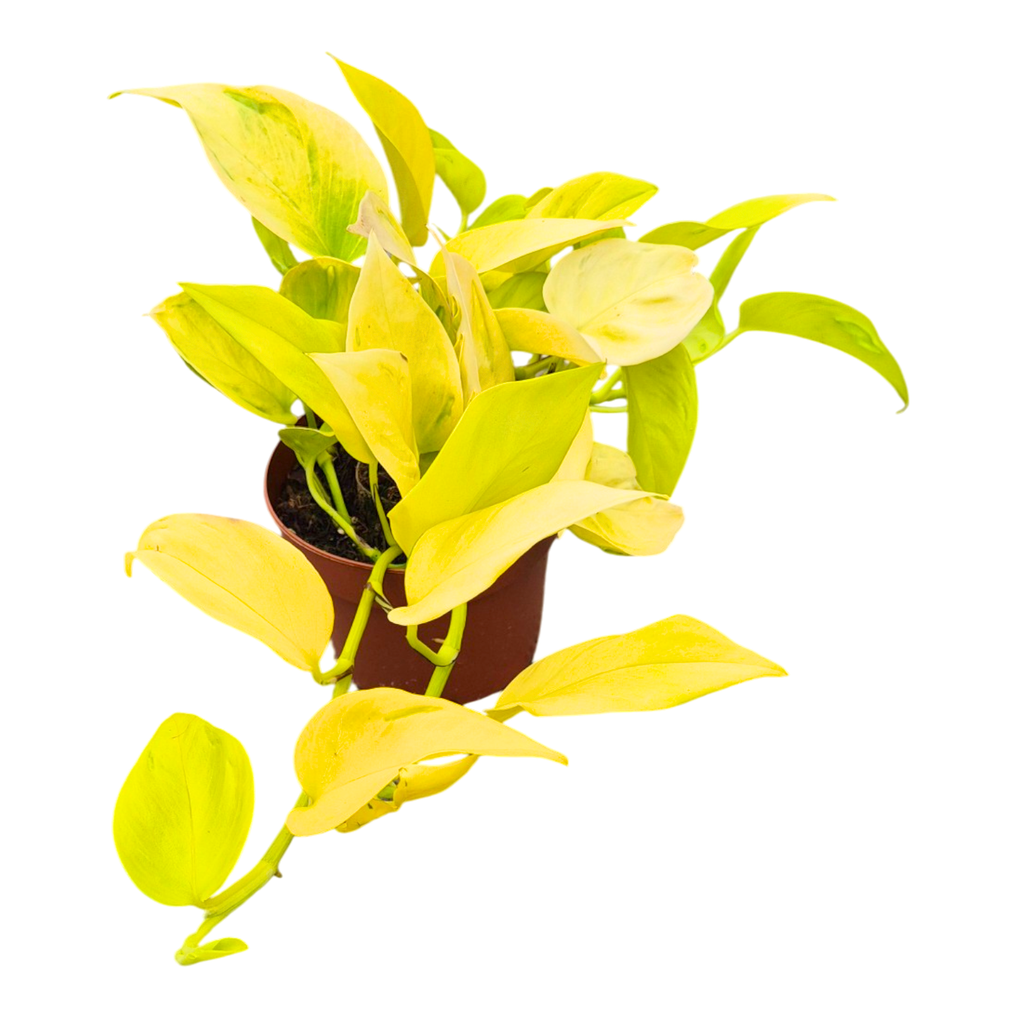 香蕉葉（香榭麗舍）