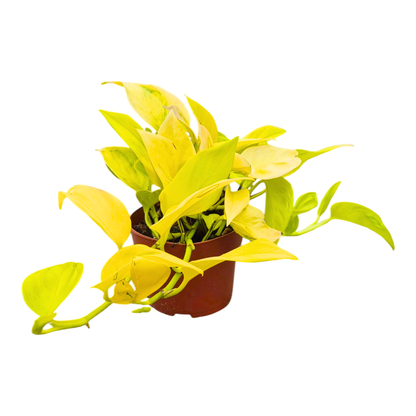 香蕉葉（香榭麗舍）