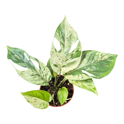 Epipremnum Pinnatum Marble