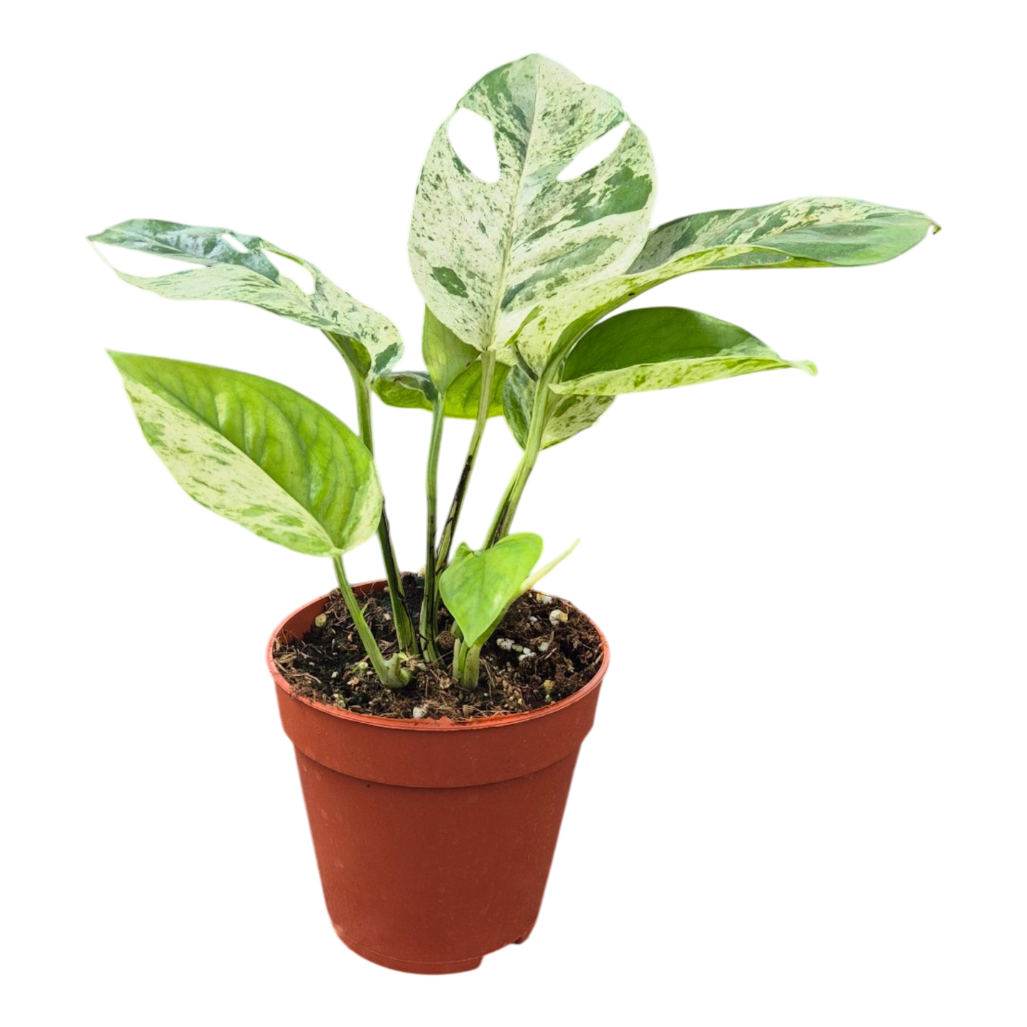 Epipremnum Pinnatum Marble