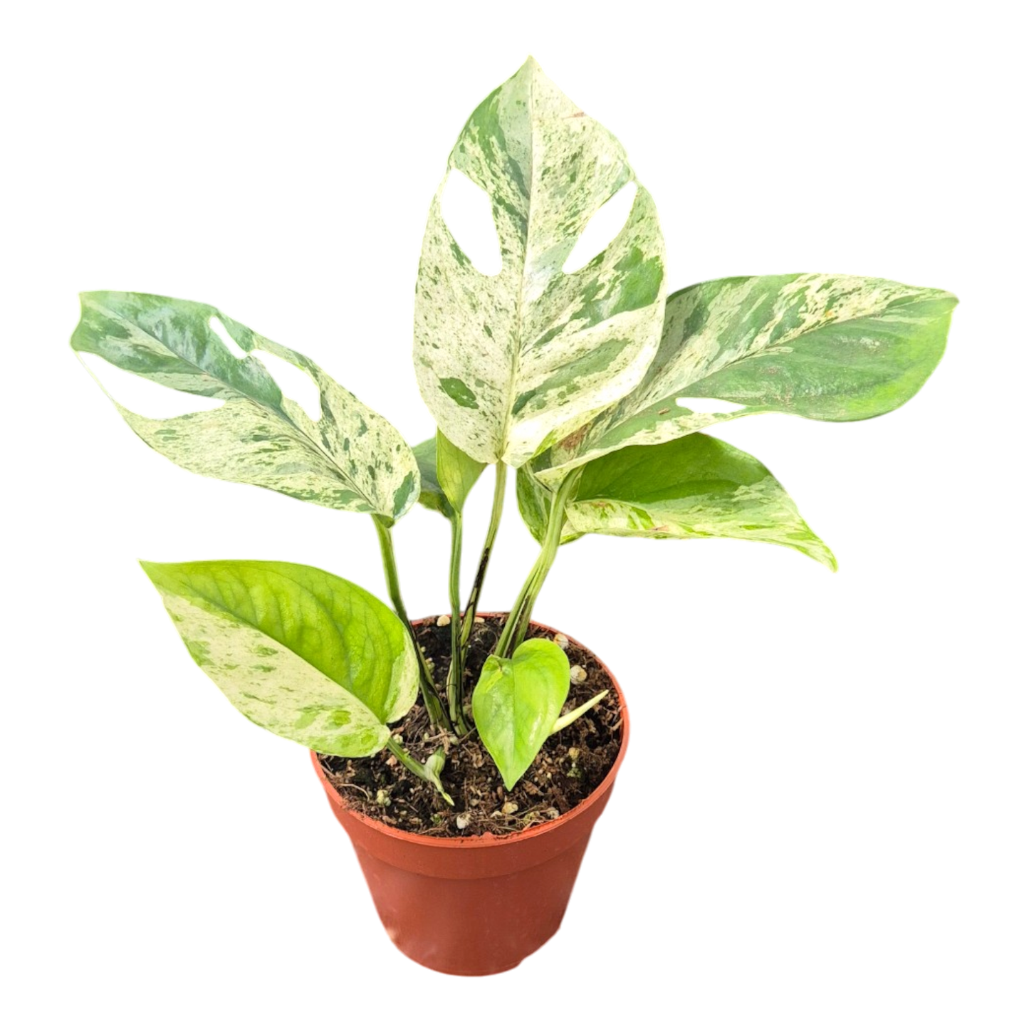Epipremnum Pinnatum Marble