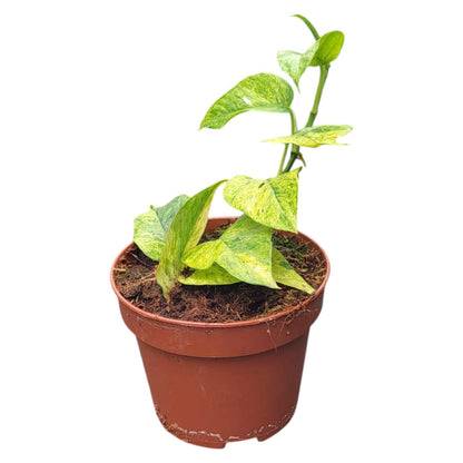 Epipremnum Pinnatum Minze