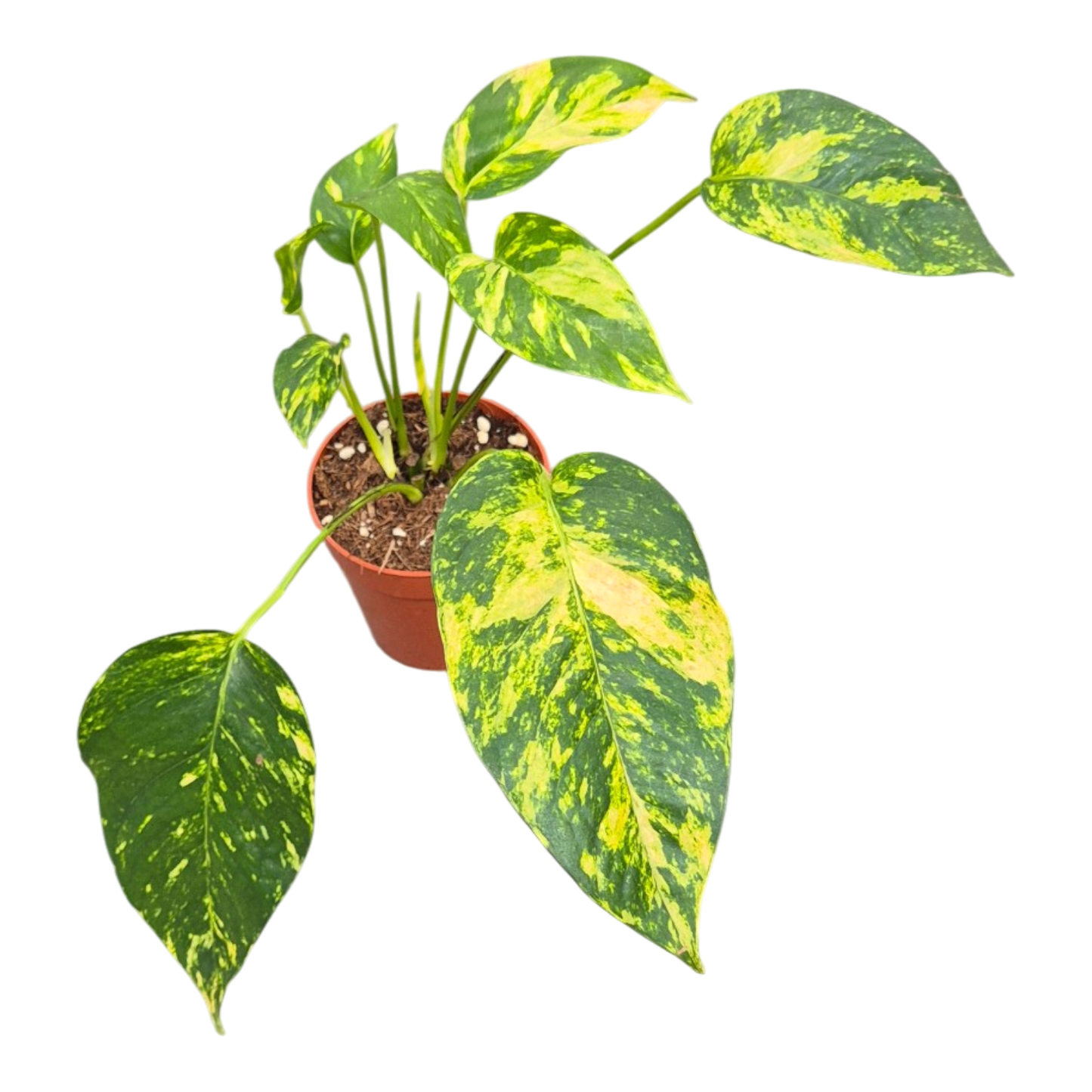 Epipremnum Pinnatum Yellow Flame