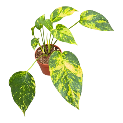 Epipremnum Pinnatum Yellow Flame