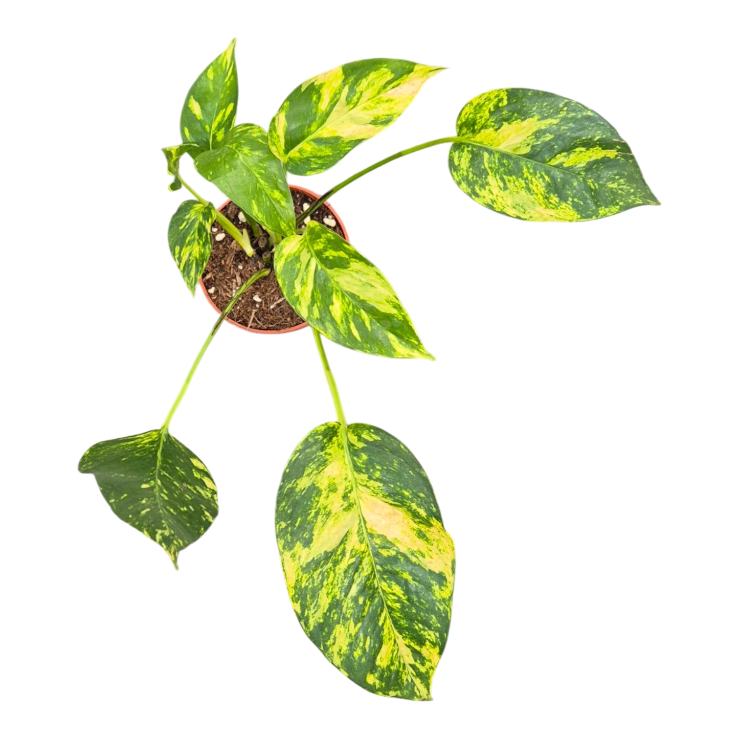 Epipremnum Pinnatum Yellow Flame