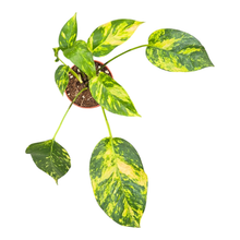Epipremnum Pinnatum Yellow Flame