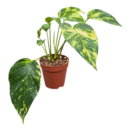 Epipremnum Pinnatum Yellow Flame
