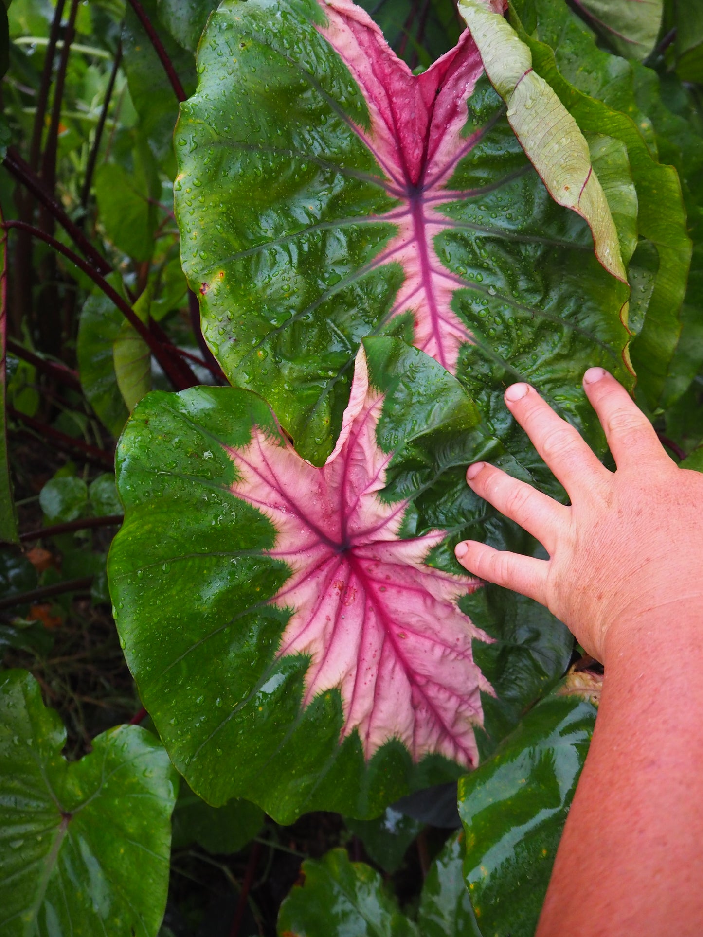 Colocasia Cleopatra's Kiss