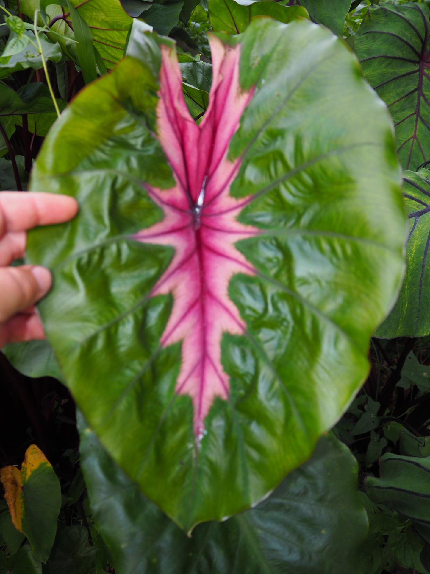 Colocasia Cleopatra's Kiss