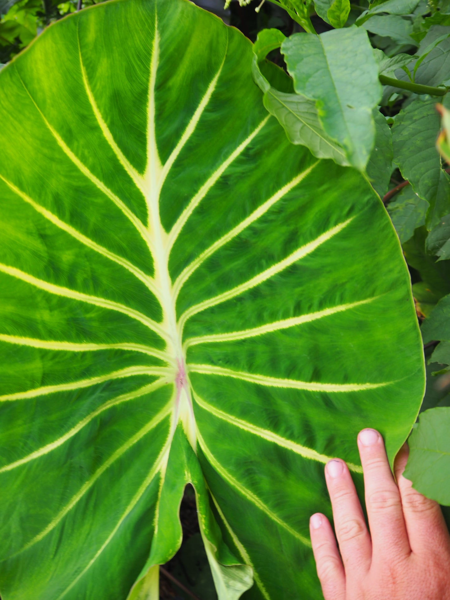 Colocasia Pharaohs Dream