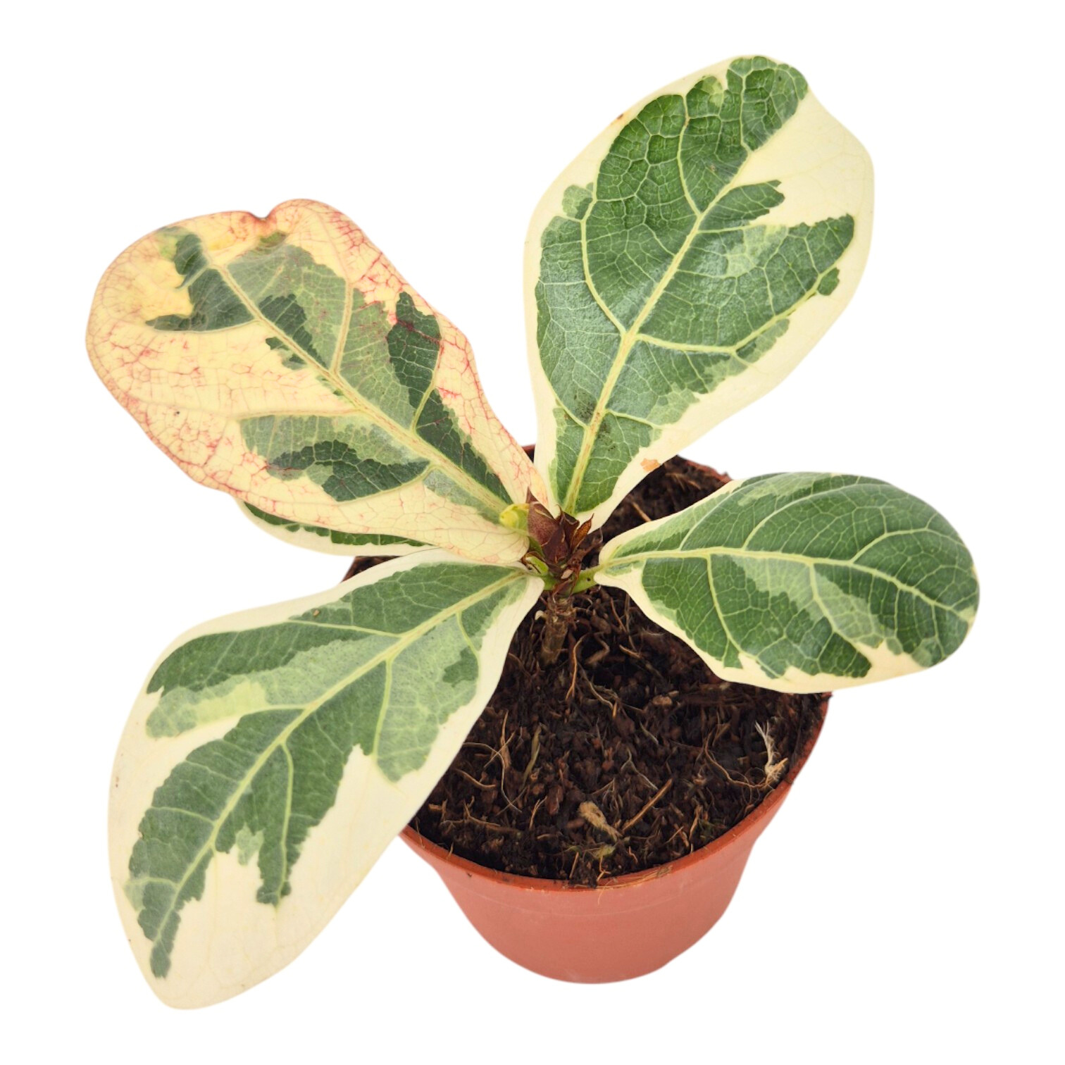 Ficus Lyrata Variegata  Casa Botanica