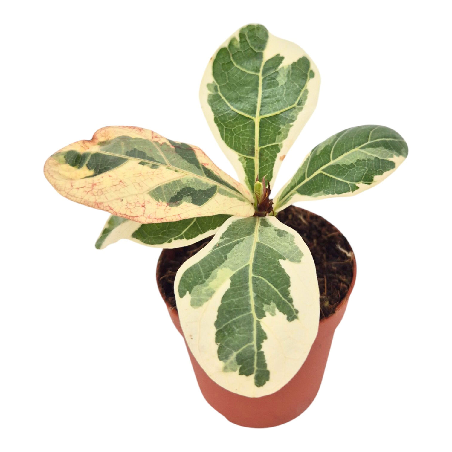 variegated fiddle leaf fig care Ficus Lyrata Variegata – Casa Botanica