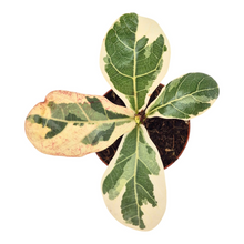 Ficus Lyrata Variegata