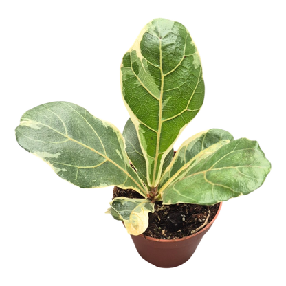 Ficus Lyrata Variegata
