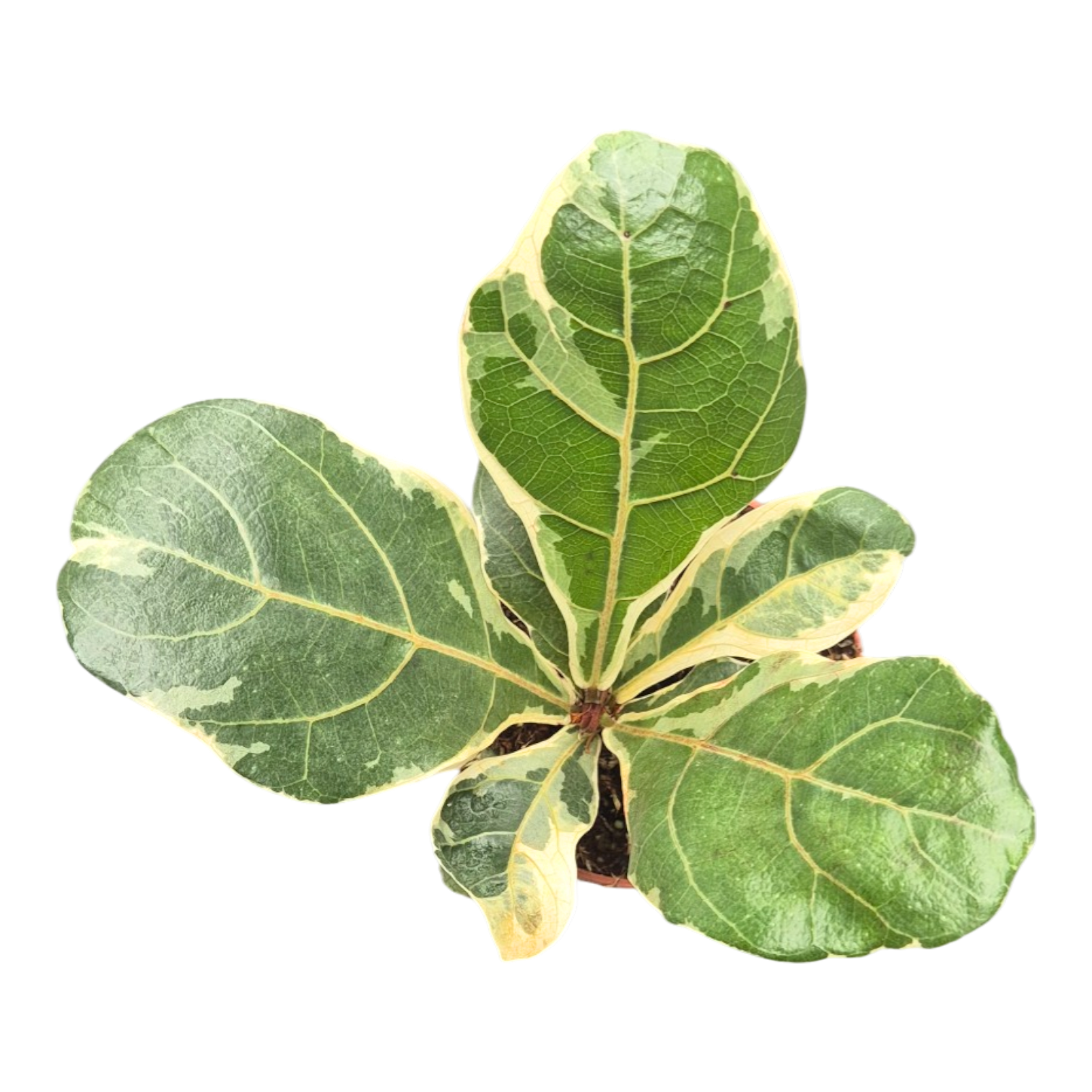 buy variegated fiddle leaf fig Ficus Lyrata Variegata – Casa Botanica