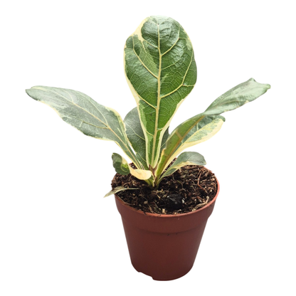 Ficus Lyrata Variegata