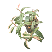 Ficus Sagittata Variegata Pink