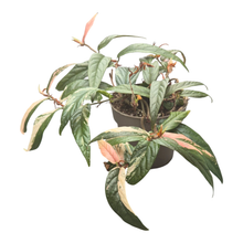 Ficus Sagittata Variegata Pink