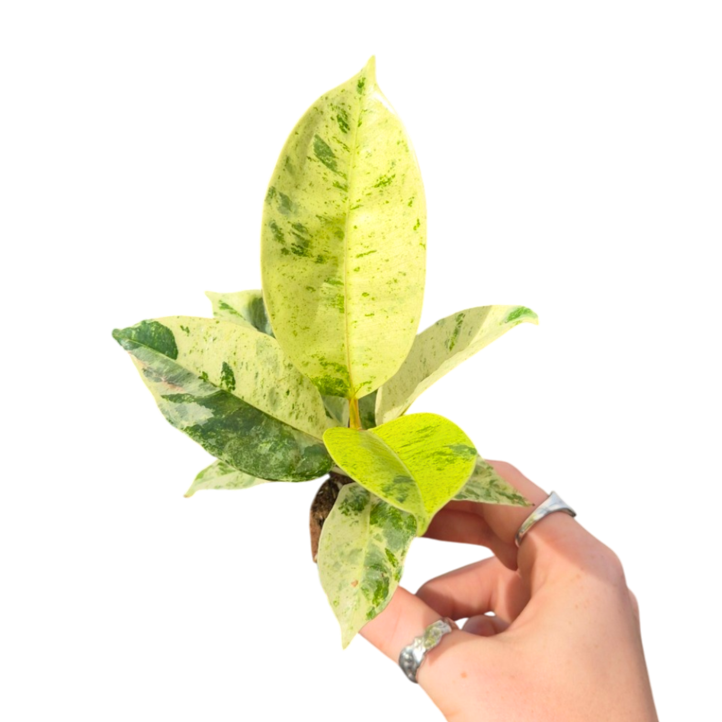 Ficus shivereana