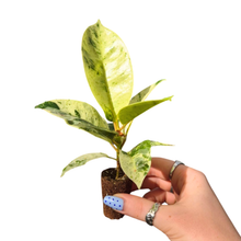 Ficus shivereana
