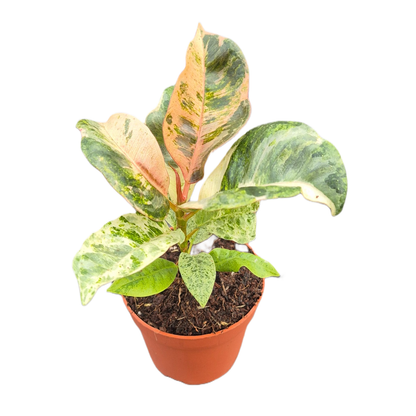 Ficus Shivereana Moonshine