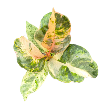 Ficus Shivereana Moonshine