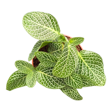 Fittonia Verschaffeltii Albivensis